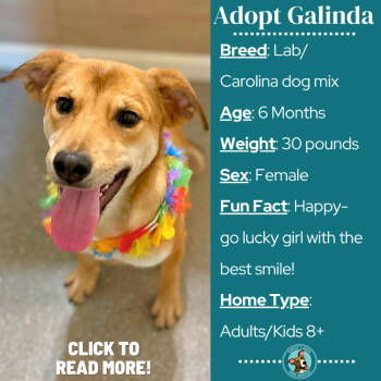 Rescue Labrador Retriever and Carolina Dog Dogs for Adoption in Metamora, Michigan - Galinda | PetCurious