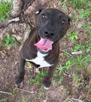 Sissy -  Mixed Breed Dog for Adoption in Northwood, New Hampshire - Sissy | PetCurious