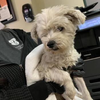 Benji -  Maltese Dog for Adoption in Pasadena, California - Benji | PetCurious