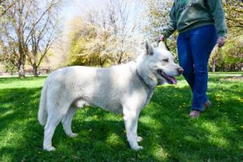 Siberian Husky and Mixed Breed Dogs Available for Adoption in Yakima, Washington - Polar | PetCurious