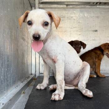 Gretchen -  Shepherd Dog for Adoption in Edinburg, Texas - Gretchen | PetCurious