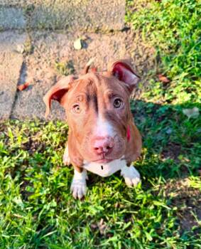 Macaroni (puppy) -  Pit Bull Terrier Dog for Adoption in Spotsylvania Courthouse, Virginia - Macaroni (puppy) | PetCurious