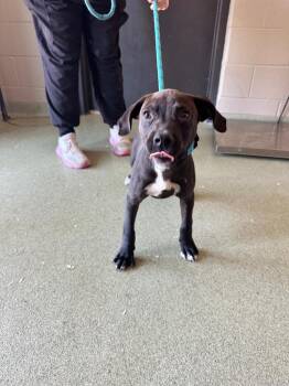 Kizer -  Pit Bull Terrier Dog for Adoption in Gallatin, Tennessee - Kizer | PetCurious