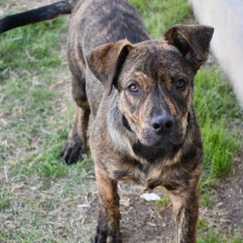 Mixed Breed Dogs Available for Adoption - Fig | PetCurious