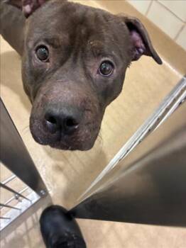 VANDER -  Pit Bull Terrier Dog for Adoption in Derwood, Maryland - VANDER | PetCurious