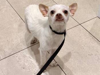 Chihuahua and Rat Terrier Dogs Available for Adoption in Rowlett, Texas - JOHN DORY | PetCurious