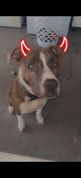 Apollo -  Mixed Breed Dog for Adoption in Egg Harbor City, New Jersey - Apollo | PetCurious