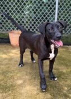 Bingo -  Labrador Retriever and Mixed Breed Dog for Adoption in Morristown, New Jersey - Bingo | PetCurious
