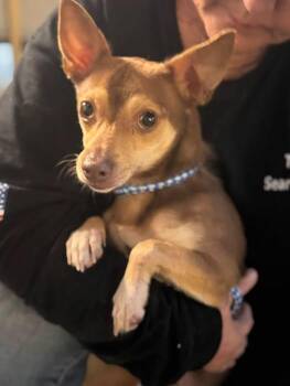 Zeus -  Chihuahua Dog for Adoption in Matthews, North Carolina - Zeus | PetCurious