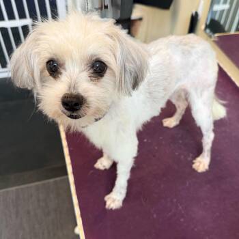 Holly -  Mixed Breed Dog Available for Adoption in San Francisco, California - Holly | PetCurious