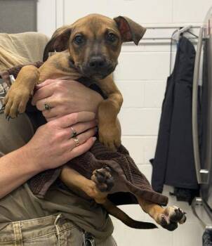 Sycamore -  Mixed Breed Dog for Adoption in Kansas City, Missouri - Sycamore | PetCurious