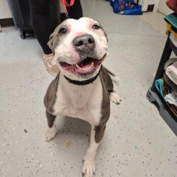 Henna -  English Bulldog and Mixed Breed Dog for Adoption in Drumheller, Alberta - Henna | PetCurious
