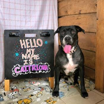 Caitriona -  American Staffordshire Terrier and Mixed Breed Dog for Adoption in Houston, Texas - Caitriona | PetCurious