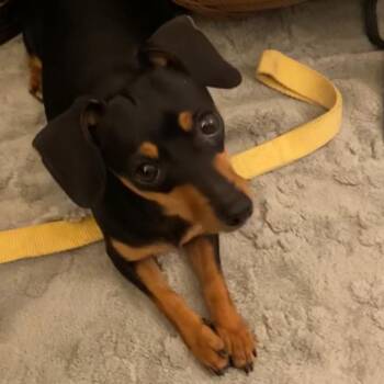 Dachshund and Chihuahua Dogs Available for Adoption - Lydia | PetCurious