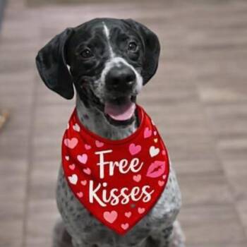 German Shorthaired Pointer Dogs Available for Adoption - Benny | PetCurious