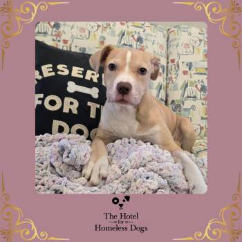 American Staffordshire Terrier and Terrier Dogs Available for Adoption in Cumberland, Rhode Island - Zoey | PetCurious