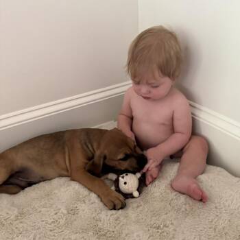 ALPHARETTA - Flint2 -  Mixed Breed Dog for Adoption in Blairsville, Georgia - ALPHARETTA - Flint2 | PetCurious