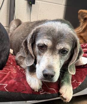 Rescue Mixed Breed Dogs for Adoption in Watertown, Wisconsin - Gracie | PetCurious