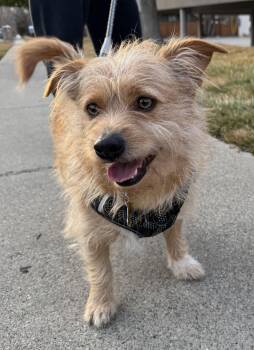 Poodle and Chihuahua Dogs Available for Adoption - Diesel Styles | PetCurious