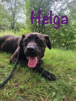 Rescue Mastiff Dogs for Adoption in Olean, New York - Helga | PetCurious