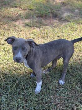 Clovis -  Pit Bull Terrier Dog for Adoption in Pembroke, Massachusetts - Clovis | PetCurious