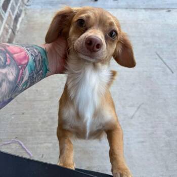 Chiweenie Dogs Available for Adoption - Thelma | PetCurious