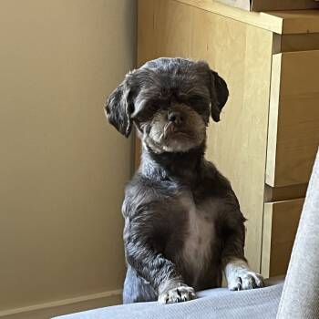 Rescue Shih Tzu Dogs for Adoption in Homer Glen, Illinois - Emily: Needs Sponsors! | PetCurious