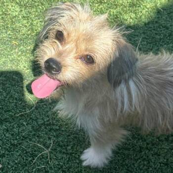 BamBam -  Terrier and Shih Tzu Dog for Adoption in Loves Park, Illinois - BamBam | PetCurious