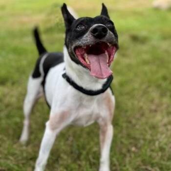 Alfalfa -  Rat Terrier Dog for Adoption in Worcester, Massachusetts - Alfalfa | PetCurious