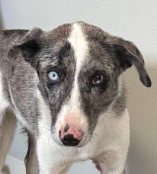 Cinch -  Australian Shepherd and Australian Cattle Dog Blue Heeler Dog for Adoption in Greeley, Colorado - Cinch | PetCurious