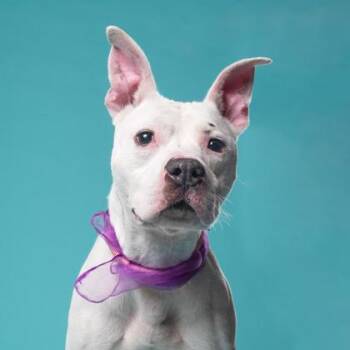 Earl -  Pit Bull Terrier and Mixed Breed Dog for Adoption in Atlanta, Georgia - Earl | PetCurious