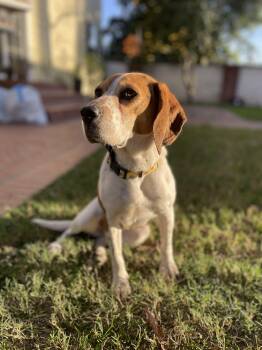 Beagle Dogs Available for Adoption - Laverne | PetCurious