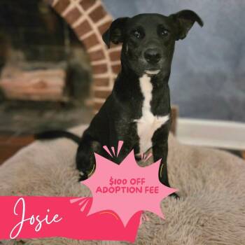 Josie -  Black Labrador Retriever and Pit Bull Terrier Dog for Adoption in Chattanooga, Tennessee - Josie | PetCurious