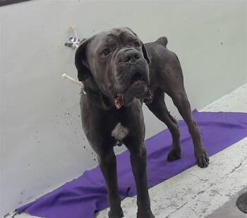 Cane Corso and Mixed Breed Dogs Available for Adoption in Houston, Texas - CARTER | PetCurious