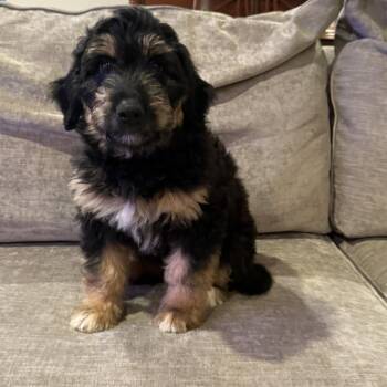 Australian Shepherd and Golden Retriever Dogs Available for Adoption in Fort Worth, Texas - Drako Lux | PetCurious