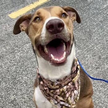 Ren (Zeke) -  Collie and Mixed Breed Dog for Adoption in Pittsburgh, Pennsylvania - Ren (Zeke) | PetCurious
