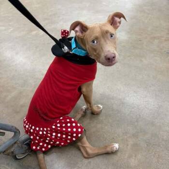 Tanna -  Pit Bull Terrier Dog for Adoption in East Peoria, Illinois - Tanna | PetCurious
