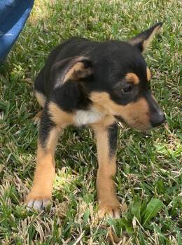 M&M -  German Shepherd Dog Dog for Adoption in Garland, Texas - M&M | PetCurious