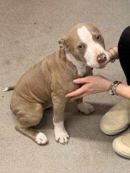 Mixed Breed Dogs Available for Adoption in West Chester, Pennsylvania - Chicken | PetCurious