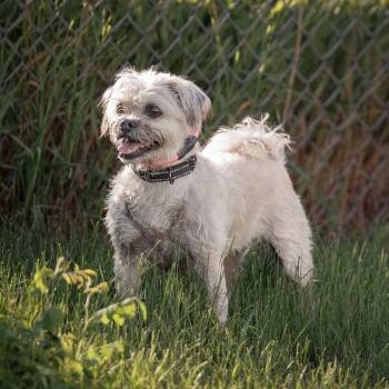 Penelope D11684 -  Shih Tzu and Poodle Dog for Adoption - Penelope D11684 | PetCurious