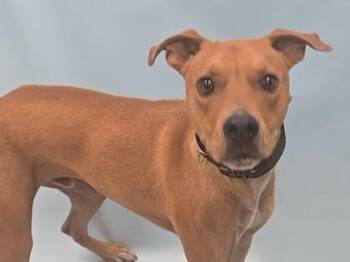 Ziggy -  Pit Bull Terrier and Labrador Retriever Dog for Adoption in Minneapolis, Minnesota - Ziggy | PetCurious