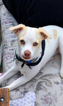 Flossy in RI -  Chihuahua Dog for Adoption in Cranston, Rhode Island - Flossy In RI | PetCurious