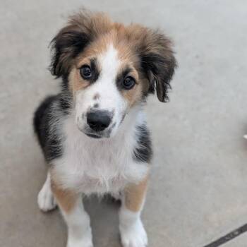 Newton -  Border Collie and Mixed Breed Dog for Adoption in Fenton, Michigan - Newton | PetCurious