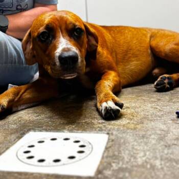 Car -  Retriever and Hound Dog for Adoption in Shinnston, West Virginia - Car | PetCurious