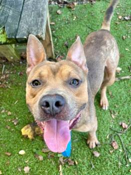 Rescue Mixed Breed Dogs for Adoption in West Chester, Pennsylvania - Sir Screech | PetCurious