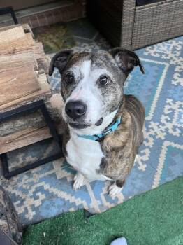 Rescue Boxer Dogs for Adoption in Montgomery, Texas - Cesar | PetCurious