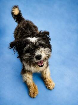 TIMON -  Lhasa Apso and Mixed Breed Dog for Adoption in Westminster, Maryland - TIMON | PetCurious
