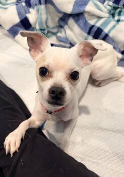 BURGER TOWN -  Chihuahua and Mixed Breed Dog Available for Adoption in Barnstable, Massachusetts - BURGER TOWN | PetCurious