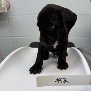 Dale -  Mixed Breed Dog for Adoption in Dayton, Ohio - Dale | PetCurious