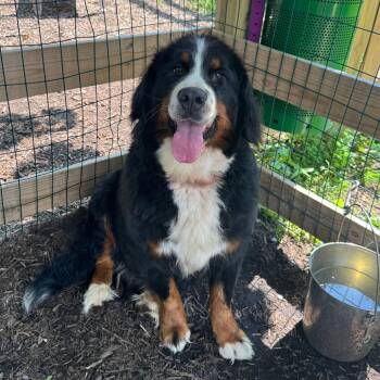 Raina -  Bernese Mountain Dog Dog for Adoption in Chester Springs, Pennsylvania - Raina | PetCurious